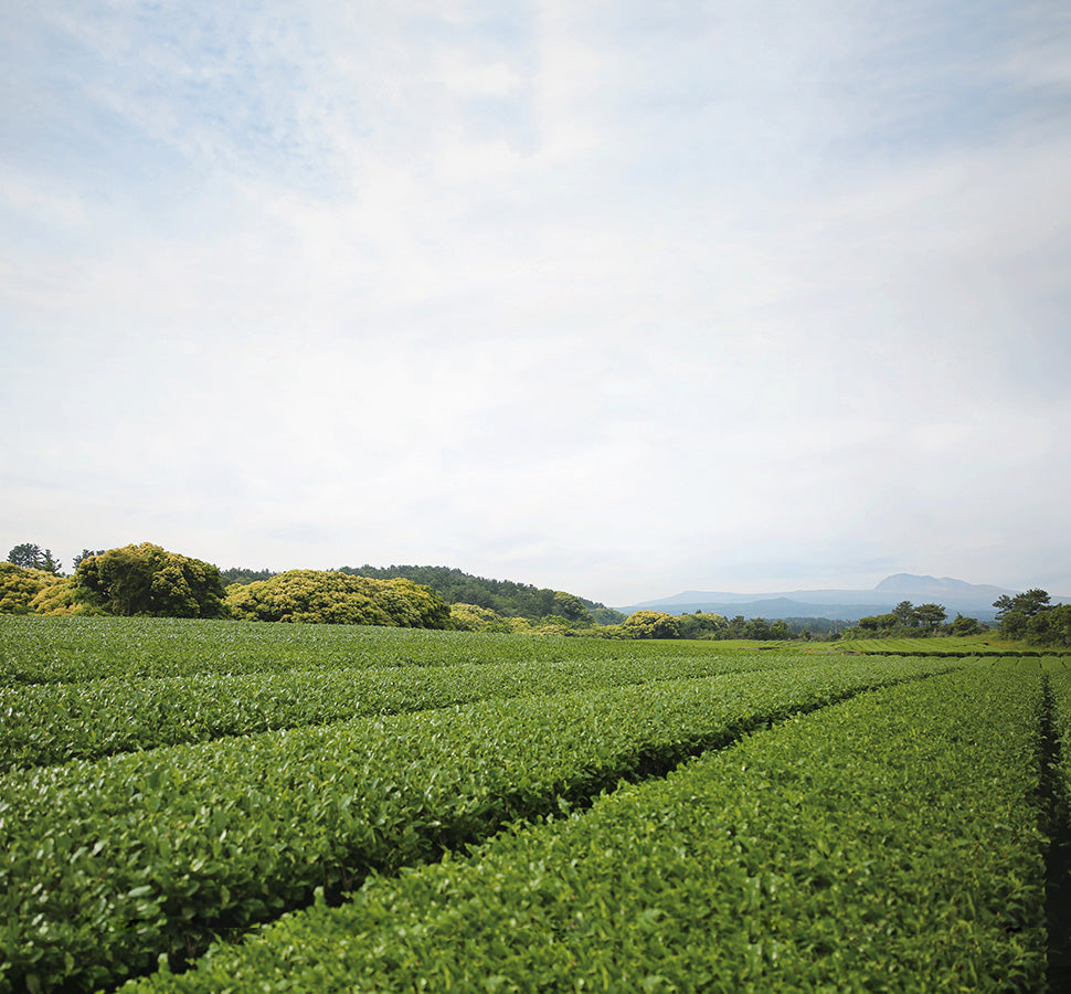 韓国初の自然派ブランド、イニスフリー誕生