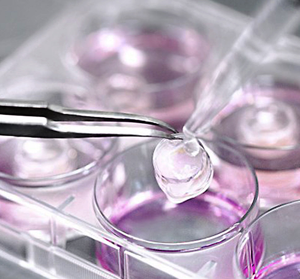 化粧品における不要な動物実験禁止を宣言