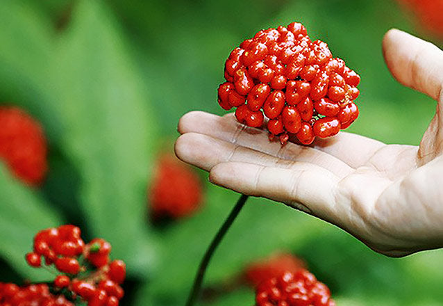 美容長寿分野の研究